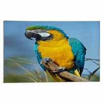 Macaw Parrot Rugs 63596794
