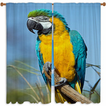 Macaw Parrot Window Curtains 63596794
