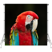 Macaws Parrots Backdrops 71319062