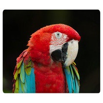 Macaws Parrots Rugs 71319062