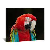 Macaws Parrots Wall Art 71319062