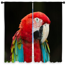 Macaws Parrots Window Curtains 71319062