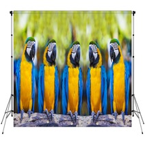 Macaws Sitting On Log. Backdrops 53309701