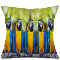 Macaws Sitting On Log. Pillows 53309701