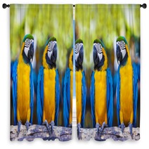 Macaws Sitting On Log. Window Curtains 53309701