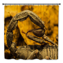 Macro Image Of The Stinger Of A Scorpion Bath Decor 91040252
