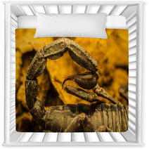 Macro Image Of The Stinger Of A Scorpion Nursery Decor 91040252