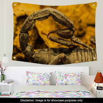 Macro Image Of The Stinger Of A Scorpion Wall Art 91040252