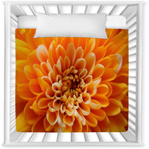 Macro Of Orange Aster Flower Nursery Decor 70720140