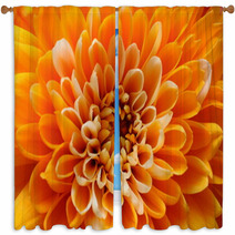 Macro Of Orange Aster Flower Window Curtains 70720140