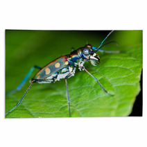 Macro Of Tiger Beetle On Green Leaf At Night Rugs 55068127