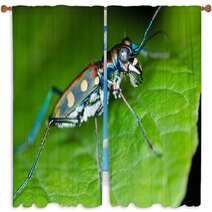 Macro Of Tiger Beetle On Green Leaf At Night Window Curtains 55068127