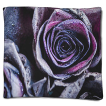 Macro Photography Of Purple Neon Roses With Raindrops Fantasy And Magic Concept Selective Focus Blankets 216372804