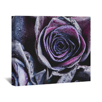 Macro Photography Of Purple Neon Roses With Raindrops Fantasy And Magic Concept Selective Focus Wall Art 216372804