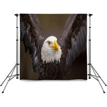 Majestic Bald Eagle Backdrops 53273804