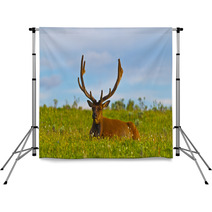 Male Elk With Large Antlers Backdrops 39035544