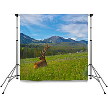Male Elk With Large Antlers Backdrops 39035652