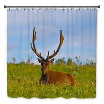 Male Elk With Large Antlers Bath Decor 39035544
