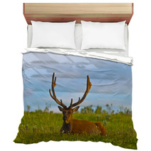 Male Elk With Large Antlers Bedding 39035544