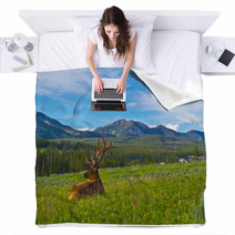 Male Elk With Large Antlers Blankets 39035652