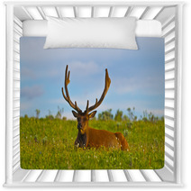 Male Elk With Large Antlers Nursery Decor 39035544