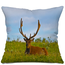 Male Elk With Large Antlers Pillows 39035544
