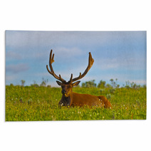 Male Elk With Large Antlers Rugs 39035544