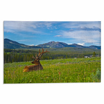 Male Elk With Large Antlers Rugs 39035652