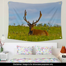 Male Elk With Large Antlers Wall Art 39035544