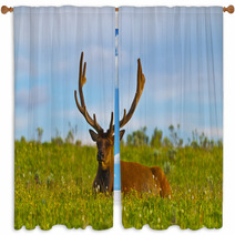 Male Elk With Large Antlers Window Curtains 39035544