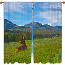 Male Elk With Large Antlers Window Curtains 39035652