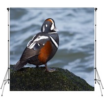 Male Harlequin Duck On Moss Covered Jetty Rock. Backdrops 98776080