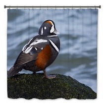 Male Harlequin Duck On Moss Covered Jetty Rock. Bath Decor 98776080