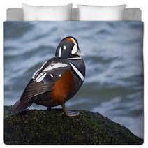 Male Harlequin Duck On Moss Covered Jetty Rock. Bedding 98776080