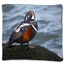 Male Harlequin Duck On Moss Covered Jetty Rock. Blankets 98776080