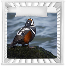 Male Harlequin Duck On Moss Covered Jetty Rock. Nursery Decor 98776080
