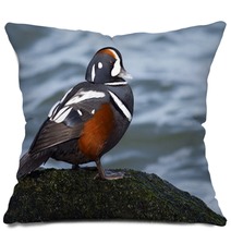 Male Harlequin Duck On Moss Covered Jetty Rock. Pillows 98776080