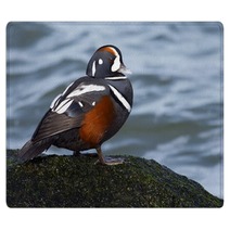 Male Harlequin Duck On Moss Covered Jetty Rock. Rugs 98776080