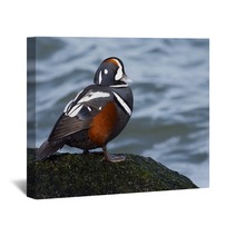 Male Harlequin Duck On Moss Covered Jetty Rock. Wall Art 98776080