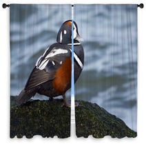 Male Harlequin Duck On Moss Covered Jetty Rock. Window Curtains 98776080