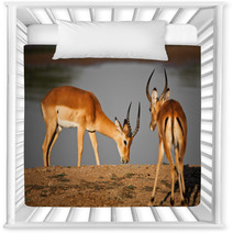 Male Impala Nursery Decor 43483592