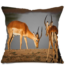 Male Impala Pillows 43483592