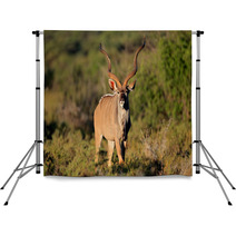 Male Kudu Antelope In Natural Habitat Backdrops 71078129