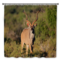 Male Kudu Antelope In Natural Habitat Bath Decor 71078129