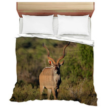Male Kudu Antelope In Natural Habitat Bedding 71078129