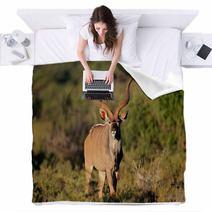Male Kudu Antelope In Natural Habitat Blankets 71078129