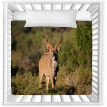 Male Kudu Antelope In Natural Habitat Nursery Decor 71078129