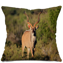 Male Kudu Antelope In Natural Habitat Pillows 71078129