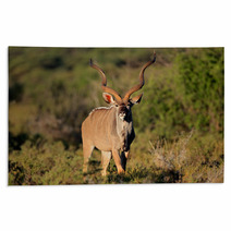 Male Kudu Antelope In Natural Habitat Rugs 71078129