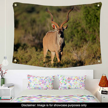 Male Kudu Antelope In Natural Habitat Wall Art 71078129